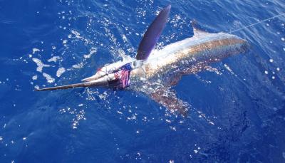 George's First Marlin at Wire